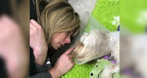 Il loro cane muore di “Sindrome da Shock Tossico” dopo aver leccato un contenitore dei rifiuti. Adesso la famiglia vuole mettere in guardia tutti coloro che hanno animali, raccontando la propria storia.