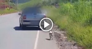 Un cane è stato ripreso mentre veniva abbandonato e seguiva disperato la macchia del suo “umano”, un uomo decide di salvarlo dopo aver visto il video.