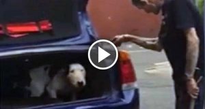 Stava minacciando il suo cane con un martello per avergli rotto lo schermo di un Ipad. Un passante filma la scena e la manda alla polizia in maniera anonima…Ecco quello che è successo dopo.