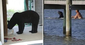 Era sceso in paese in cerca di cibo e poi si è diretto verso il mare per una nuotata, ma qualcosa va storto, mentre la gente guarda, l’orso di 400 kg sta annegando. Un uomo rischia la vita per salvarlo, ecco le incredibili immagini.