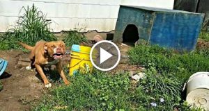 Questo pitbull viene liberato dalle catene per la prima volta nella sua vita. Questa è la sua emotiva reazione…