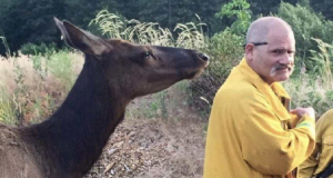 Un cervo silvestre si avvicina ai pompieri mentre spengono un incendio forestale. Quello che ha fatto l’animale ha lasciato tutti commossi.