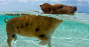 Bahamas: bravata di turisti senza cervello scoperta dal guardiano di Nassau. Dopo 30 anni si spezza l’incantesimo di nuotare con gli amici a 4 zampe. Era l’attrazione principale delle persone amanti degli animali…