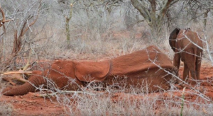 Trovano 9 cani in tragiche condizioni, in un allevamento illegale. La loro unica strada era quella della morte, curarli era impossibile. Ma poi un angelo gli permette di tornare a vivere. Lo riconoscete? Esatto, è proprio lui. Ecco cosa ha fatto George Clooney per questi animali…