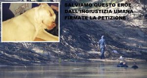 Una madre cerca di annegare il proprio figlio nel fiume. Il cane sente le urla, interviene e salva il bambino. Ricompensa? Il cane è stato sequestrato e condannato all’eutanasia. Petizione: firmate e condividete.