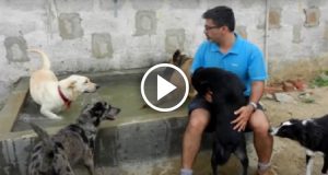 “Noi siamo l’ultima fermata per questi cani. Per la gente, loro non sono più carini e ‘coccolosi’. Molti sono malati e nessuno li vuole più”. Un uomo e sua moglie, hanno fatto la differenza per 735 cani abbandonati. Ecco la loro storia.