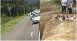 “Ha corso per due miglia accanto alle macchine che seguivano il corteo, poi, si è sdraiato a fianco alla fossa. Non sapevamo perché quel cane fosse così devoto, mia zia non possedeva animali. Poi un vicino di casa ci ha spiegato, è siamo rimasti profondamente commossi…”