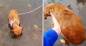 “Ho sentito i lamenti provenire dal fiume. Sono andato a vedere di cosa si trattasse e mi sono ritrovato davanti ad una scena terribile: avevano gettato nel fiume gelido un povero cagnolino e gli avevano legato un masso al collo per essere sicuri che non sopravvivesse…”