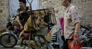 Lo sappiamo che è difficile, non mostreremo immagini eccessive, fa male anche a noi. Ma c’è una cosa che possiamo fare, entrate e firmate, Mark avrà più numeri da presentare alla commissione per chiedere lo STOP al macello di cani in Cina.