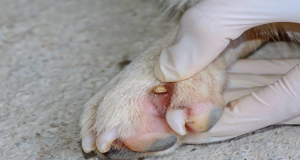 Rimane sorpreso nel trovare “questo”parassita in un insolito posto. Controllando bene scopre che sono 5 i punti che mai controlleresti nel tuo cane.