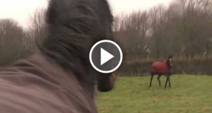 Riacquista un cavallo venduto 4 anni prima ma quando torna al ranch, la reazione degli altri due cavalli, cresciuti insieme a lui, commuove tutti. Guardate come lo accolgono, non avete mai visto una scena del genere…