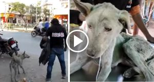 Camminava per le strade con un enorme buco sulla schiena, destinato a spegnersi in agonia. Poi però sono intervenuto gli angeli dell’India a cambiare il suo destino.