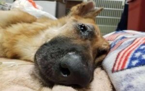 Cane lasciato in una carriola, tremante di paura