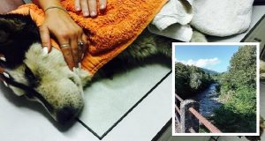 “Ero sul ponte, ho sentito un guaito straziante e mi sono affacciato. C’era un husky nel fiume che cercava disperatamente di non annegare. Non capivo perché non usciva dall’acqua ma quando l’ho raggiunto sono rimasto scioccato, gli avevano…”