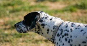 Milano: un uomo lascia il suo cane ustionato e agonizzante nel giardino. La vicina vede il povero animale e allerta più volte le autorità che non si presentano, ma la donna non sia arrende…