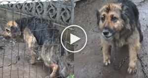 Dopo 10 anni alla catena, una vicina decide di parlare e di raccontare tutto. La sua pazienza finì quando un giorno, li vide dal balcone mentre facevano una cosa inimmaginabile a quel povero cane