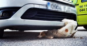 “Non avevo mai visto nulla del genere, la cagnolina era rimasta incastrata nel paraurti della macchina, dopo lo scontro. L’abbiamo liberata delicatamente e portata in clinica, ma la cosa peggiore l’abbiamo scoperta dopo…”