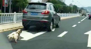 Aveva legato il suo cane alla macchina e lo stava trascinando per le strade. Alcuni testimoni bloccano l’auto, costringono il conducente a scendere e…..