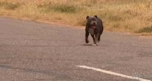 “Il nostro cane era scomparso, eravamo disperati. Lo abbiamo cercato ovunque, abbiamo messo manifesti e pubblicato richieste di aiuto su facebook. Un giorno arriva una strana chiamata, non riuscivamo a credere a ciò che ci stavano dicendo, era impossibile…”