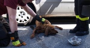 “La macchina lo ha investito, ho visto il conducente che si guardava indietro, ha visto il povero cane sdraiato a terra e invece di fermarsi ha accelerato, lasciando quella povera creatura al suo destino.”