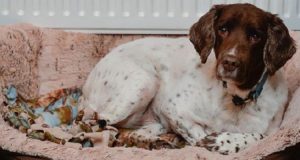 Agenti arrivano in strada dopo una chiamata che diceva di un pitt colpito dal padrone.