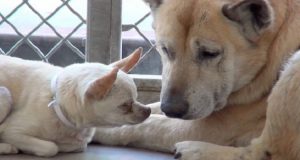 Triste cagnolina veglia sul suo fratellino cieco dopo che sono stati abbandonati in un rifugio dalla loro famiglia.