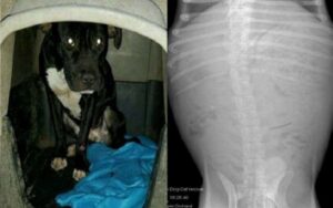 Cane abbandonato: in condizioni deplorevoli, il peggio è avvenuto dal veterinario