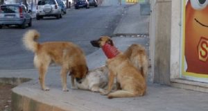 Il leone si è addormentato, viene svegliato e costretto a farsi la foto. Ma i turisti non prestano attenzione