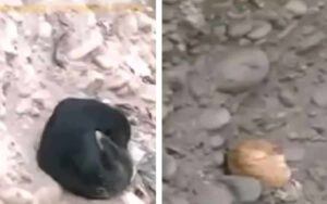 Video: la Polizia che salva un cane e un gatto che erano stati gettati in un fiume