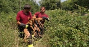 Vigili del fuoco utilizzano un elicottero per salvare tre cani dispersi in alta montagna. Scattano le polemiche, i vigili vengono accusati e rimproverati…