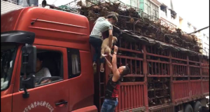 Salvati dalla macellazione un giorno prima del Festival Yulin. Una nota associazione ha trovato un modo imbattibile per creare accordi e per far inginocchiare quei mostri. La prima piccola vittoria della guerra contro la Cina, 1000 cani portati a casa. Le immagini del salvataggio