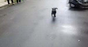 Il video più emozionante che vedrete oggi. Il piccolo schnauzer è scappato a causa di uno spavento e per 6 giorni ha vagato invano senza riuscire a ritrovare la strada di casa. Quando finalmente ritrova il suo papà, piange in modo incontrollabile