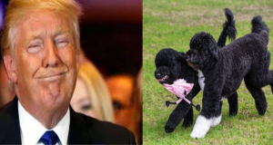 Trump sarà il primo Presidente senza un 4 zampe, le associazioni animaliste rivelano il motivo insospettabile per cui non potrà adottare cani o gatti. Si rompe una catena di 130 anni alla Casa Bianca.