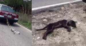 Vedono una macchina che trascina un cane sull’asfalto. All’interno dell’auto c’è un’intera famiglia che sta andando al fiume mentre il cane agonizza. Secondo loro, stanno solo punendo l’animale. PETIZIONE firmatela per chiedere giustizia.