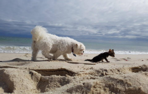 “Guardate cosa fa il mio vicino al suo cagnolino. Io ho paura di lui… ho provato a parlargli ma mi ha minacciato. Aiutatemi per favore… non so cosa fare!”