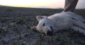 Abbandonato nel deserto, ha trascorso settimane sotto il sole cocente. Non permetteva a nessuno di avvicinarsi a lui, ma gli sarebbe stato fatale restare in quel luogo. I volontari hanno dovuto trovare una soluzione estrema.