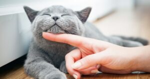 I 10 consigli per allungare e migliorare la vita del tuo gatto.