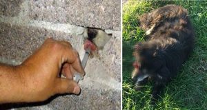 Avellino: trovano un cane bastonato lungo la strada e scoprono l’inferno dei cani randagi. Qualcuno li prendeva a bastonate e li murava vivi in un vecchio casolare. I guaiti si sentivano dall’esterno ma nessuno ha parlato.