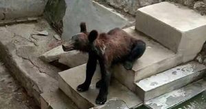 L’orso è al limite delle sue forze. Si trova in uno zoo ed è gravemente denutrito. Le foto scattate da un visitante stanno facendo il giro del web, le scuse della direzione sono assurde e si spera che presto qualcuno intervenga.