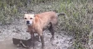 “Eravamo di pattuglia quando abbiamo sentito dei latrati lancinanti provenire da un luogo isolato. Siamo andati a vedere di cosa si trattasse, quando ci siamo ritrovati di fronte ad un cane, disperato. Era legato ad un’enorme blocco di cemento, sulla riva del lago. Lo avevano lasciato in quel luogo a morire.”