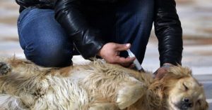 ‘Ero ricco, il mio cane era scomparso, l’ho cercato e alla fine sono andato al macello. Lì sono stato costretto a spendere fino al mio ultimo centesimo e poi mi sono anche dovuto ritrovare a fare questo ma io dovevo’