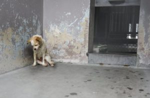 “Pensava di passarla liscia ma ancora una volta il popolo della rete ha fatto fronte comune per denunciare una donna che ha appeso un cane a un albero per punizione. Adesso dovrà rispondere di quello che ha fatto!”