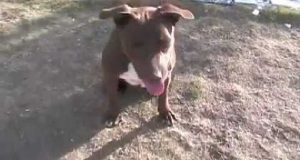 Salva una pitbull che stava morendo di fame. Non sapeva che poche settimane dopo sarebbe successa una cosa che gli avrebbe sconvolto la vita