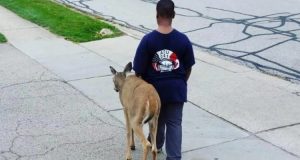 ‘Quel bambino stava camminando accanto ad un cervo, mi è preso un colpo. Poteva ucciderlo, sono animali che per paura reagiscono d’impulso. L’ho chiamato e mi sono avvicinato con cautela. Quando fui abbastanza vicino, ho sbarrato gli occhi e ho chiamato subito sua madre’