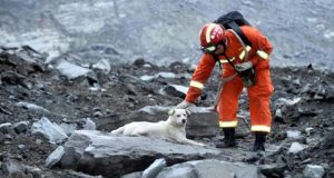 Il cane stava cercando la sua famiglia sotto le macerie di una frana, quando l’ha trovata è scoppiato in un pianto disperato e tutt’ora nessuno riesce a convincerlo ad andare via da quel posto. Si sta lasciando morire.