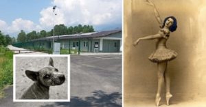 Pinerolo, ballerina morta lascia 540 mila euro di eredità per la realizzazione di un canile. Vi mostriamo il progetto e le foto della struttura che aprirà il 16 di luglio e che è stata voluta dall’artista e vi raccontiamo cosa ha dovuto affrontare il notaio per riuscire a realizzare il suo sogno