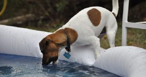 “Faceva caldo, così abbiamo deciso di montare la piscina per i nostri cani. Il nostro Jack Russel ha cominciato a giocare con il tubo dell’acqua, come faceva sempre. Un’ora dopo, Grub è entrato in coma”