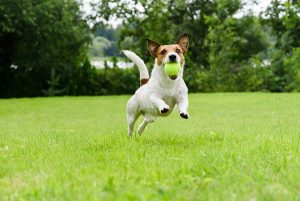 Sentivamo ululare un cane ma non riuscivamo a capire dove fosse. Era un cortile chiuso e pensavamo fosse nascosto da qualche parte. Dopo una settimana abbiamo chiamato i pompieri e abbiamo scoperto dov’era intrappolato il povero animale. Da non credere! Il suo proprietario l’aveva condannato a una morte terribile all’interno di una