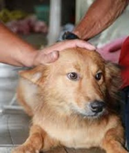 Autostrada A4. Lanciano il cane dal finestrino. Adesso è caccia alla BMW con targa rumena