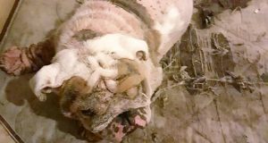 Volevano un cane di razza e avevano comprato un bulldog. Appena si sono stancati di lui, lo hanno messo nella veranda e lì è rimasto completamente abbandonato a se stesso. Era così malconcio che il veterinario ha pianto.